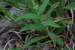 Arkansas beardtongue